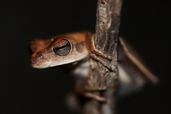 Boana caiapo