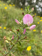 Ononis spinosa spinosa