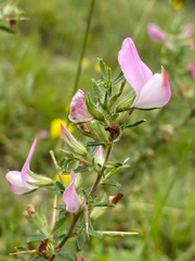 Ononis spinosa spinosa