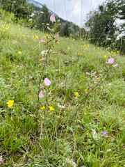 Ononis spinosa spinosa