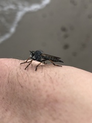 Neomochtherus geniculatus