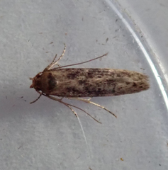 Blastobasis adustella