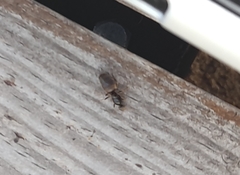 Lasius