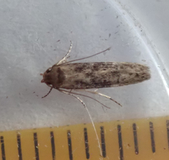 Blastobasis adustella