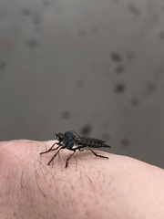 Neomochtherus geniculatus