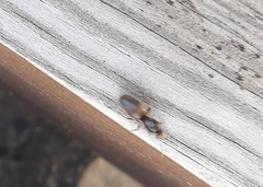 Lasius
