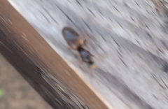 Lasius