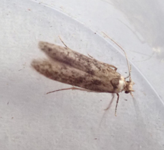 Blastobasis adustella