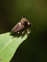 Alcimocoris coronatus