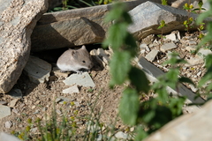 Silver Mountain Vole photo 4