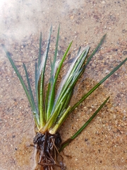 Isoetes lacustris