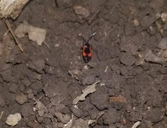 Delacampius lateralis