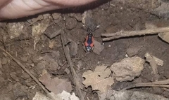 Delacampius lateralis