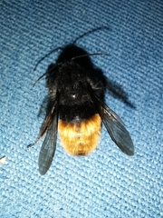 Bombus excellens
