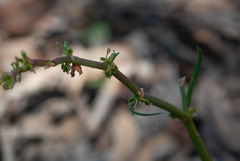 Rumex brownii