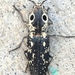 Texas Eyed Click Beetle - Photo (c) serracaris, some rights reserved (CC BY-NC), uploaded by serracaris