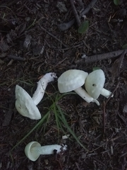 Boletus albisulphureus