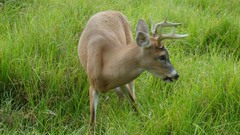Odocoileus virginianus goudotii