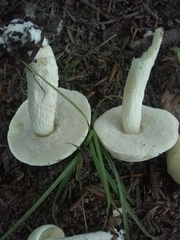 Boletus albisulphureus
