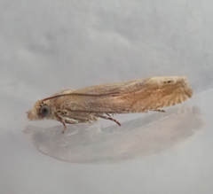 Eucosma obumbratana