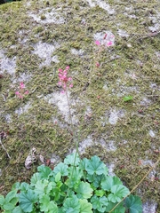 Heuchera sanguinea