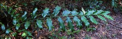 Alpinia hylandii