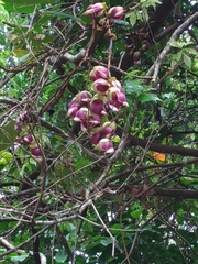 Mucuna macrocarpa