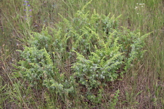 Juniperus communis depressa