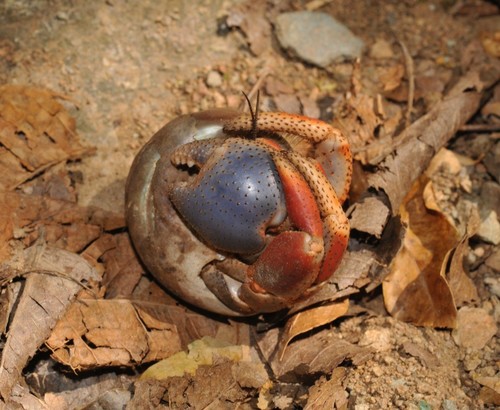 Caribbean Land Hermit Crab, photo 5 of 10