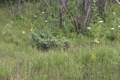 Juniperus communis depressa
