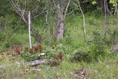 Juniperus communis depressa