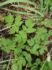 Aegopodium alpestre