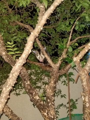 Didelphis albiventris