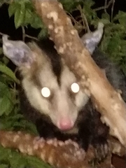 Didelphis albiventris