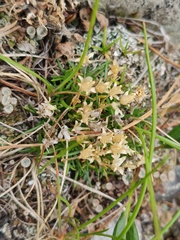 Sagina saginoides
