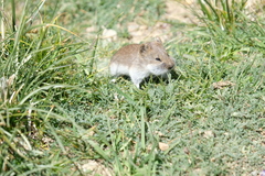 Silver Mountain Vole photo 3