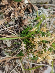 Sagina saginoides