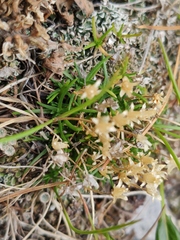 Sagina saginoides