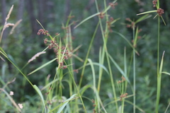 Scirpus atrovirens