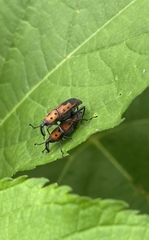 Rhodobaenus quinquepunctatus