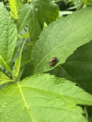 Rhodobaenus quinquepunctatus