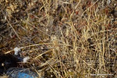 Aegilops triuncialis