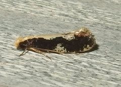 Monopis dorsistrigella