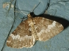 Perizoma alchemillata