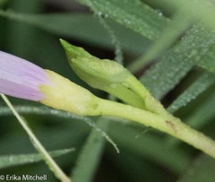 Ipomoea sagittifolia