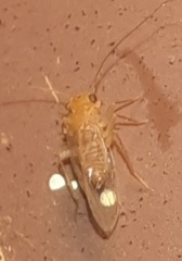 Hemipsocus chloroticus