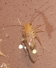 Hemipsocus chloroticus