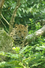 Leopardus