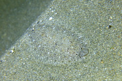 Arnoglossus