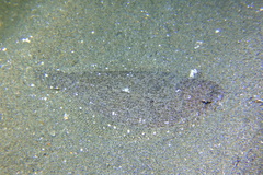 Arnoglossus